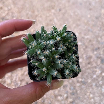 Trichodiadema densum