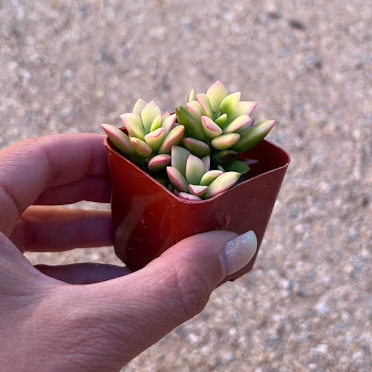 Variegated sand rose