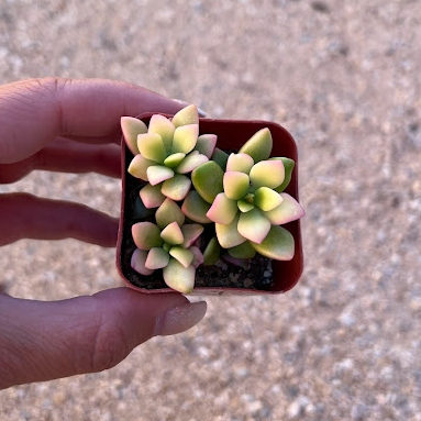 Variegated sand rose