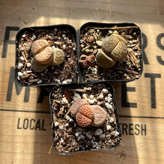 Lithops