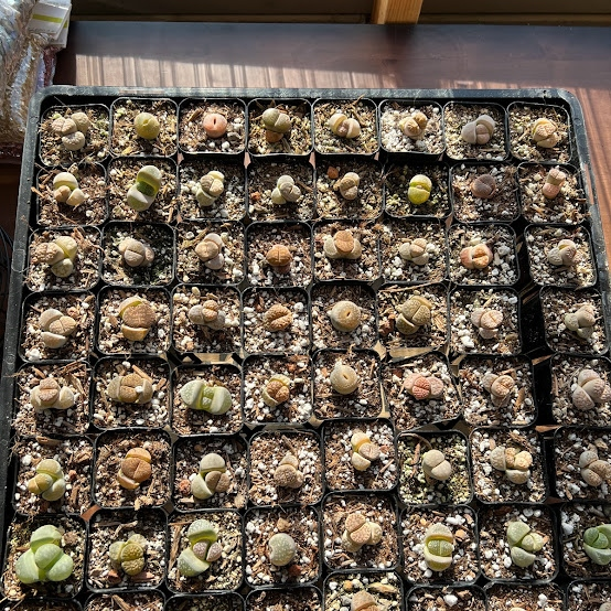 Lithops