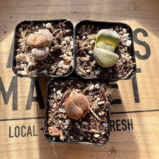 Lithops