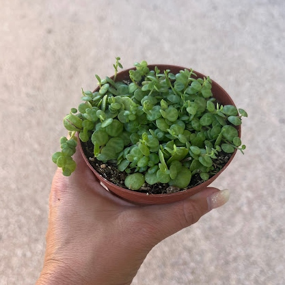 String of turtles