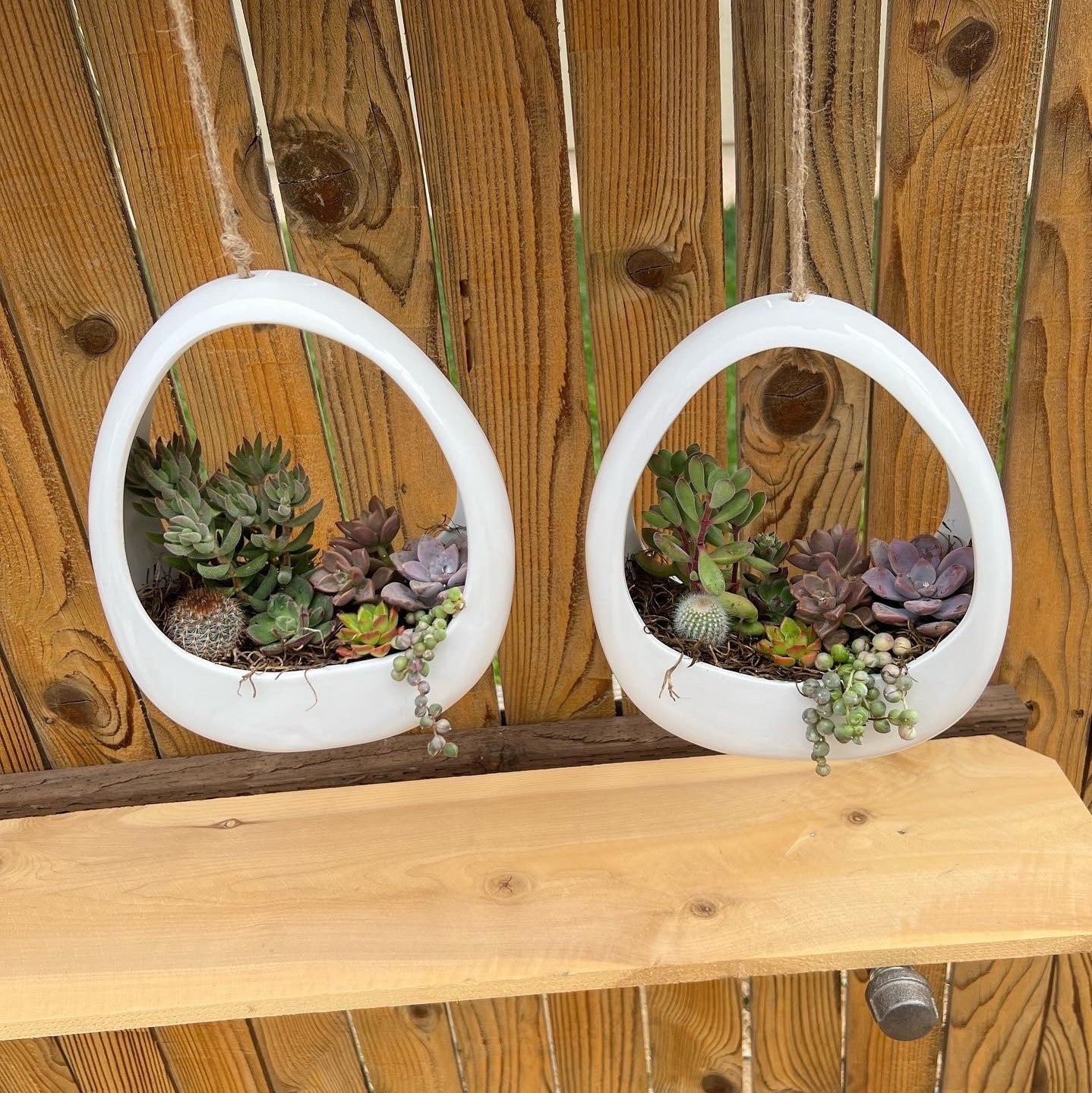 Succulents/Cactus