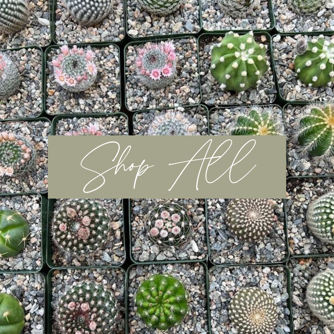 Shop All