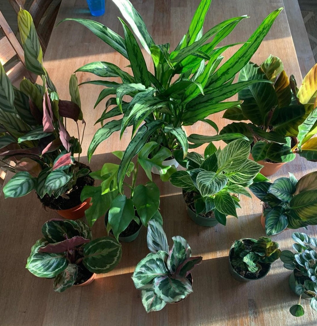 Houseplants