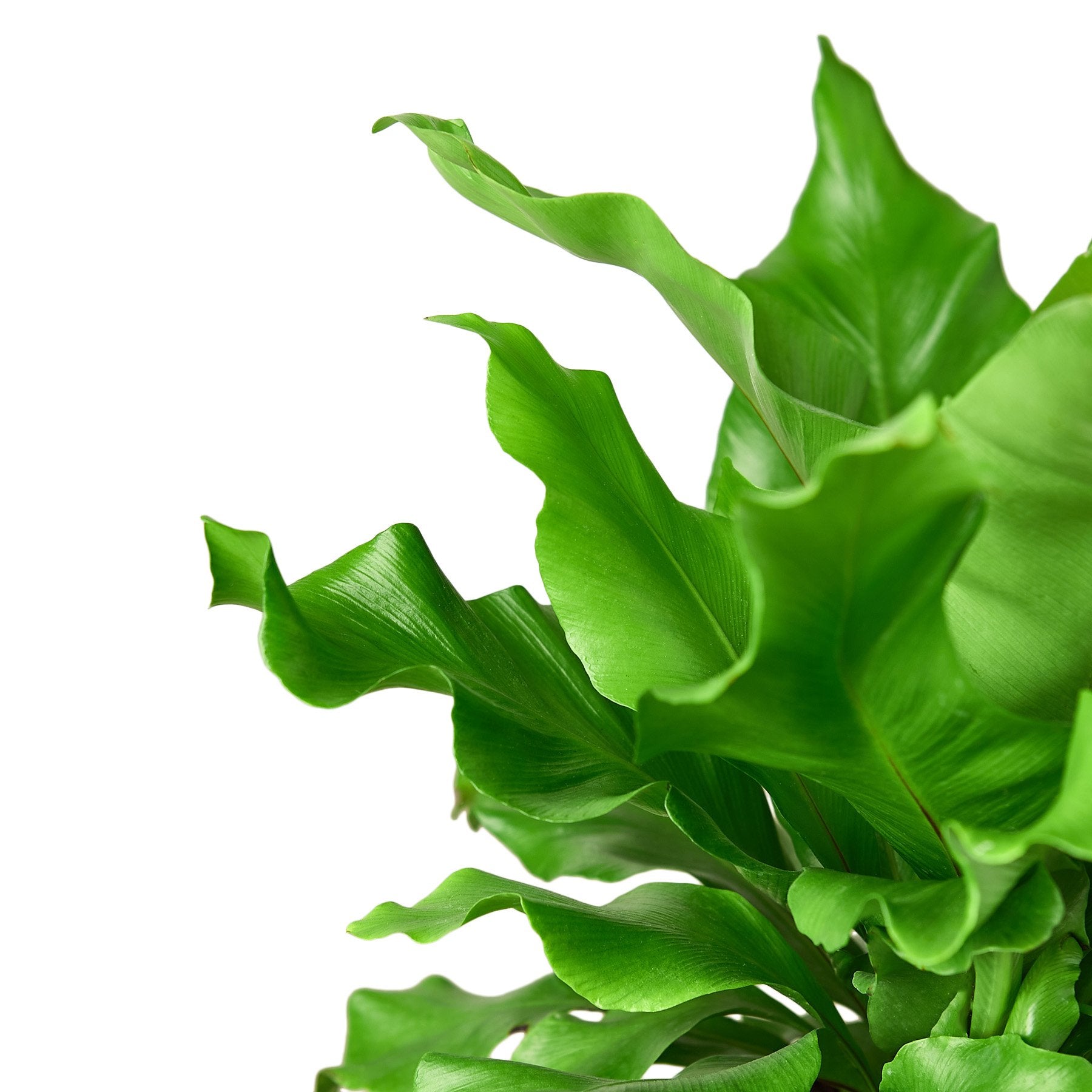 bird nest fern driftwood Bird's Nest 'Nidus' Fern – Driftwood Marketplace