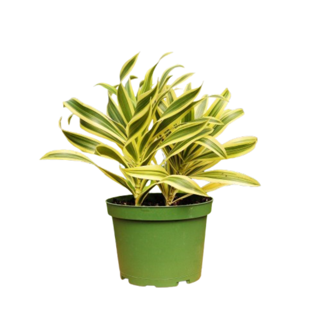 1 Mystery Plant Monthly Subscription Box