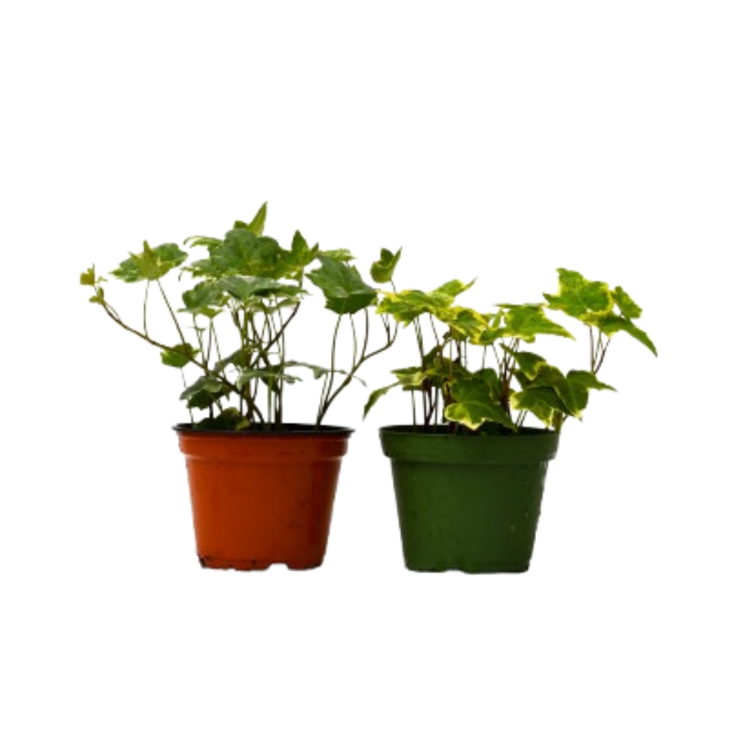 2 English Ivy Variety Pack - 4" Pot