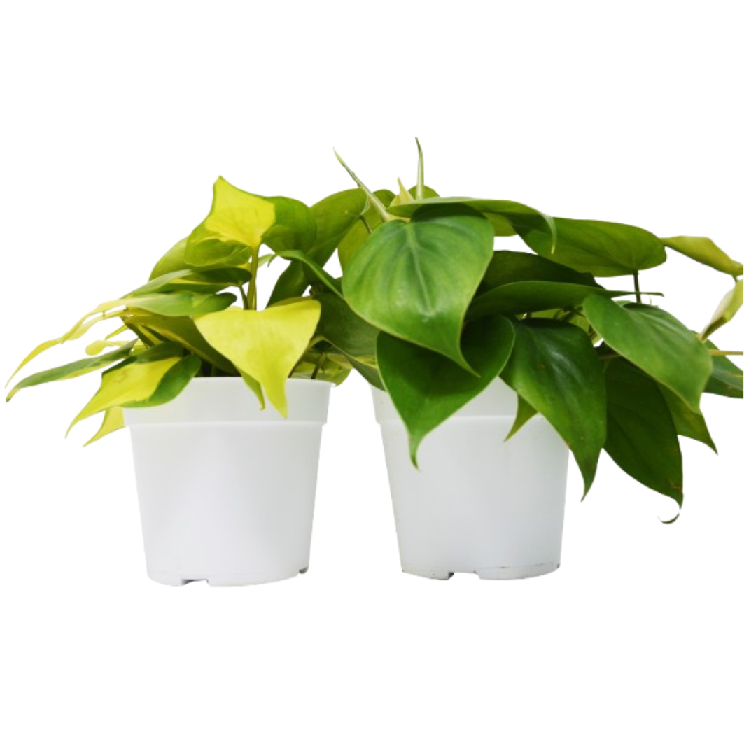 2 Philodendron Variety Pack - 4" Pots