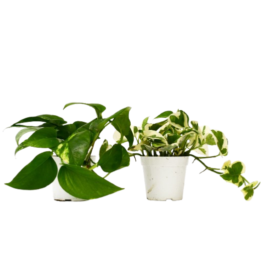 2 Pothos Variety Pack - 4" Pot