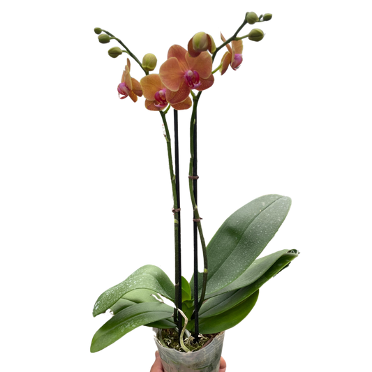 Orchid 'Orange Phalaenopsis'