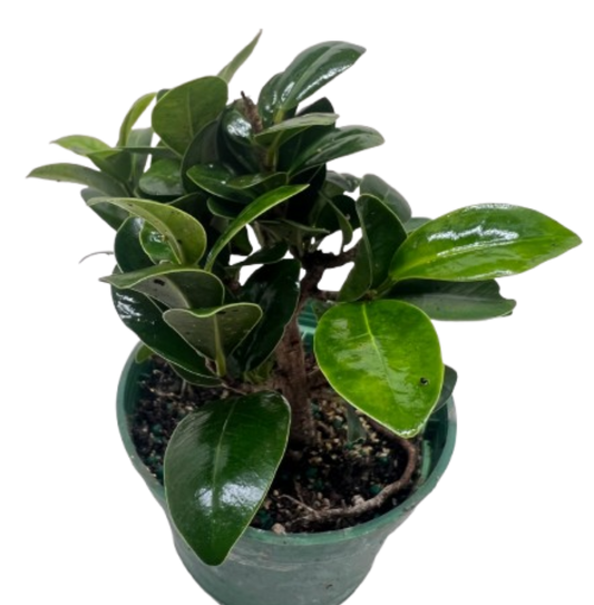 Bonsai Ficus Compacta