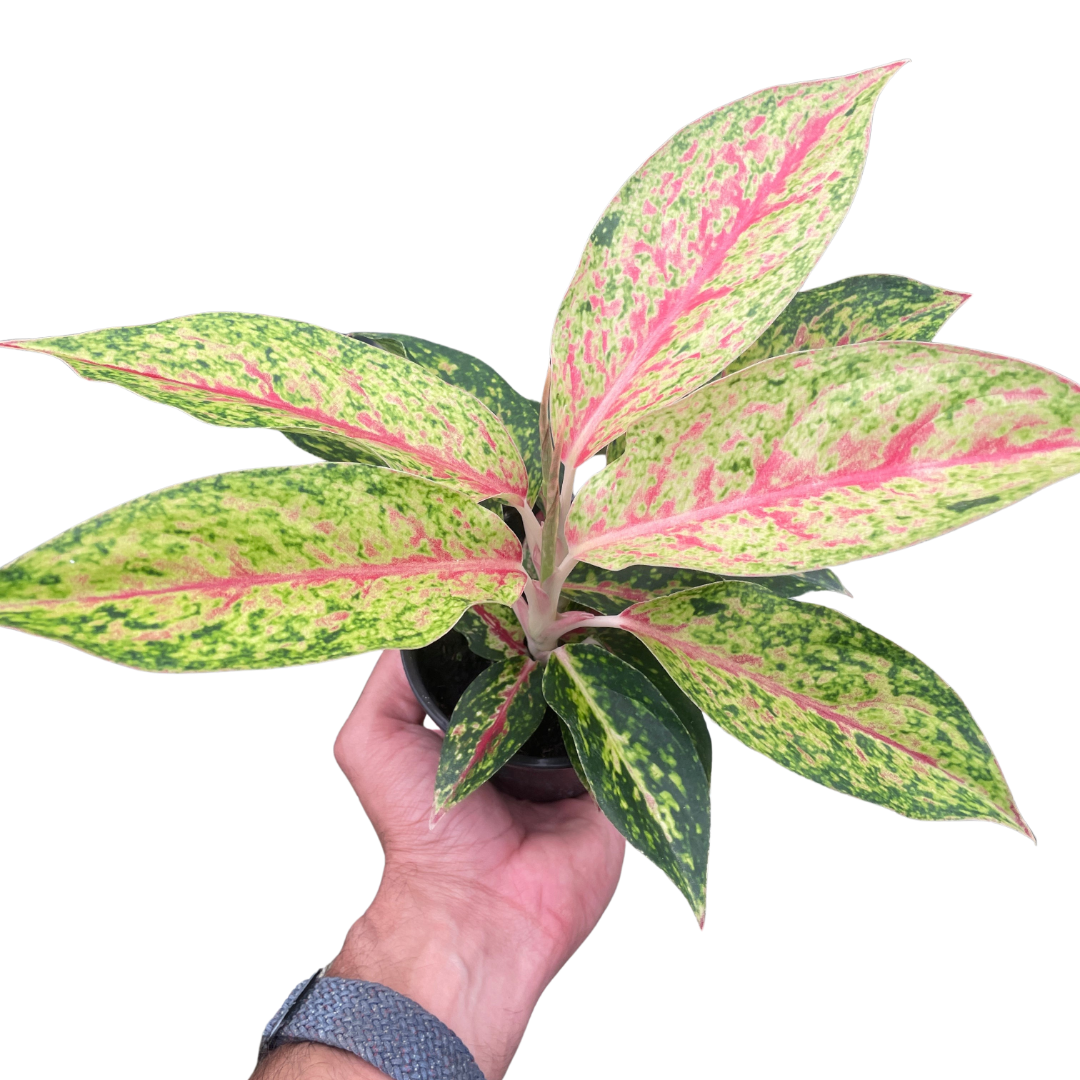 Chinese Evergreen 'Karat'