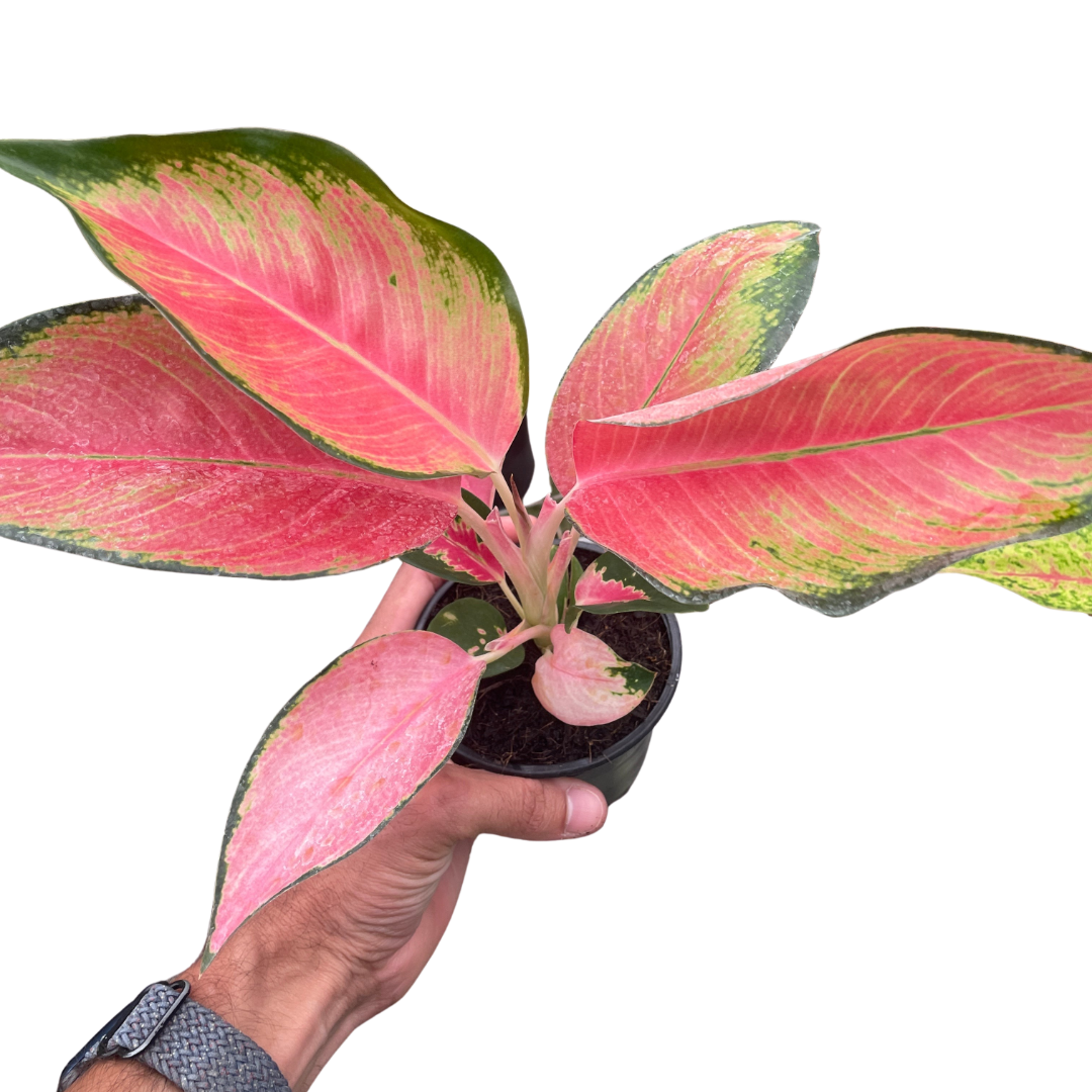 Chinese Evergreen 'Pink Pearl'