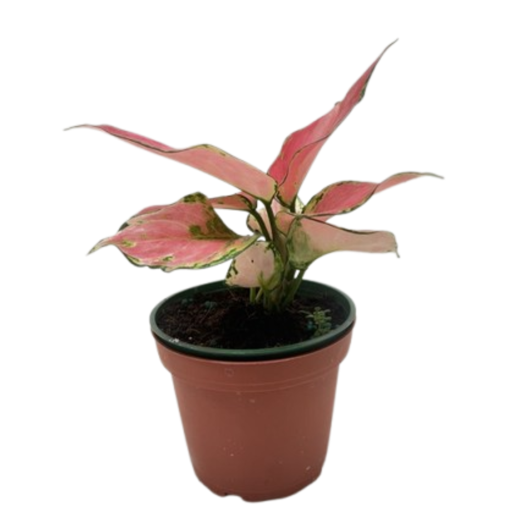 Chinese Evergreen 'Rich Red'