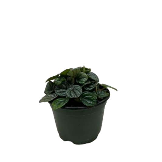 Peperomia Greyhound