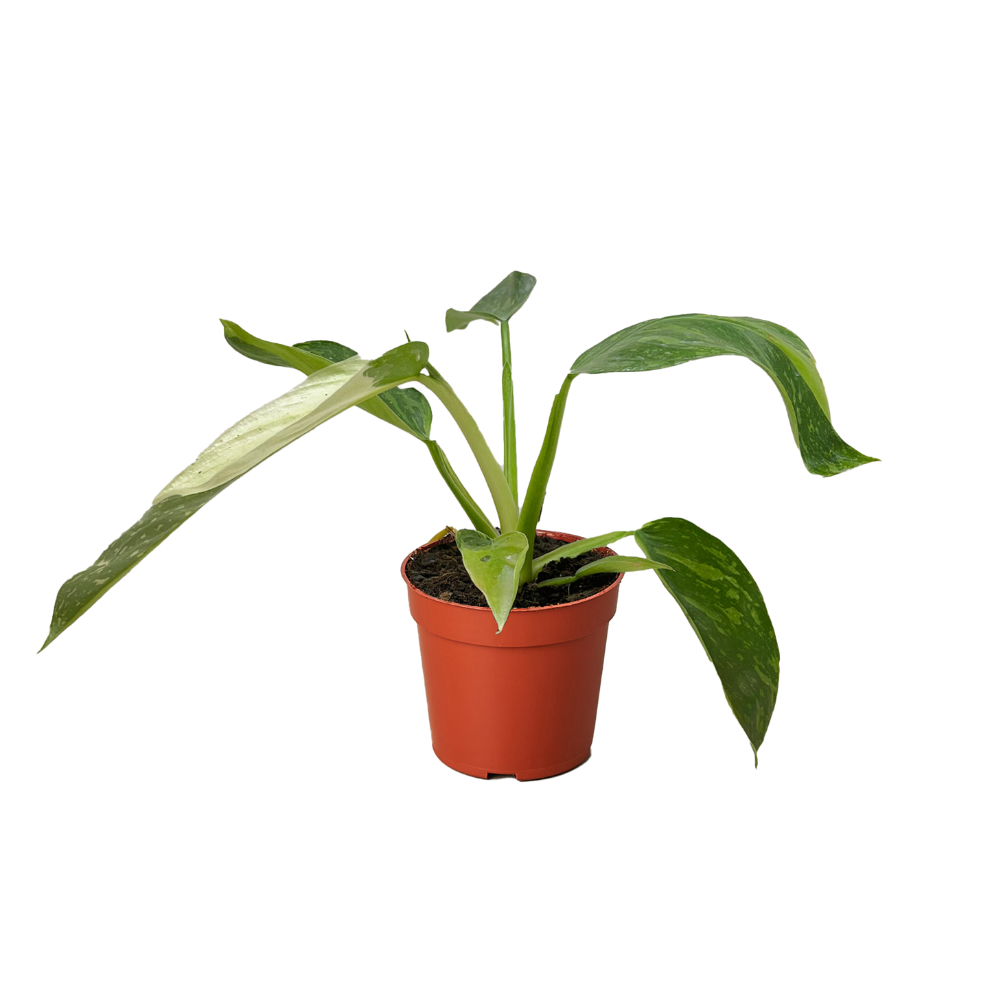 Philodendron Jose Bueno