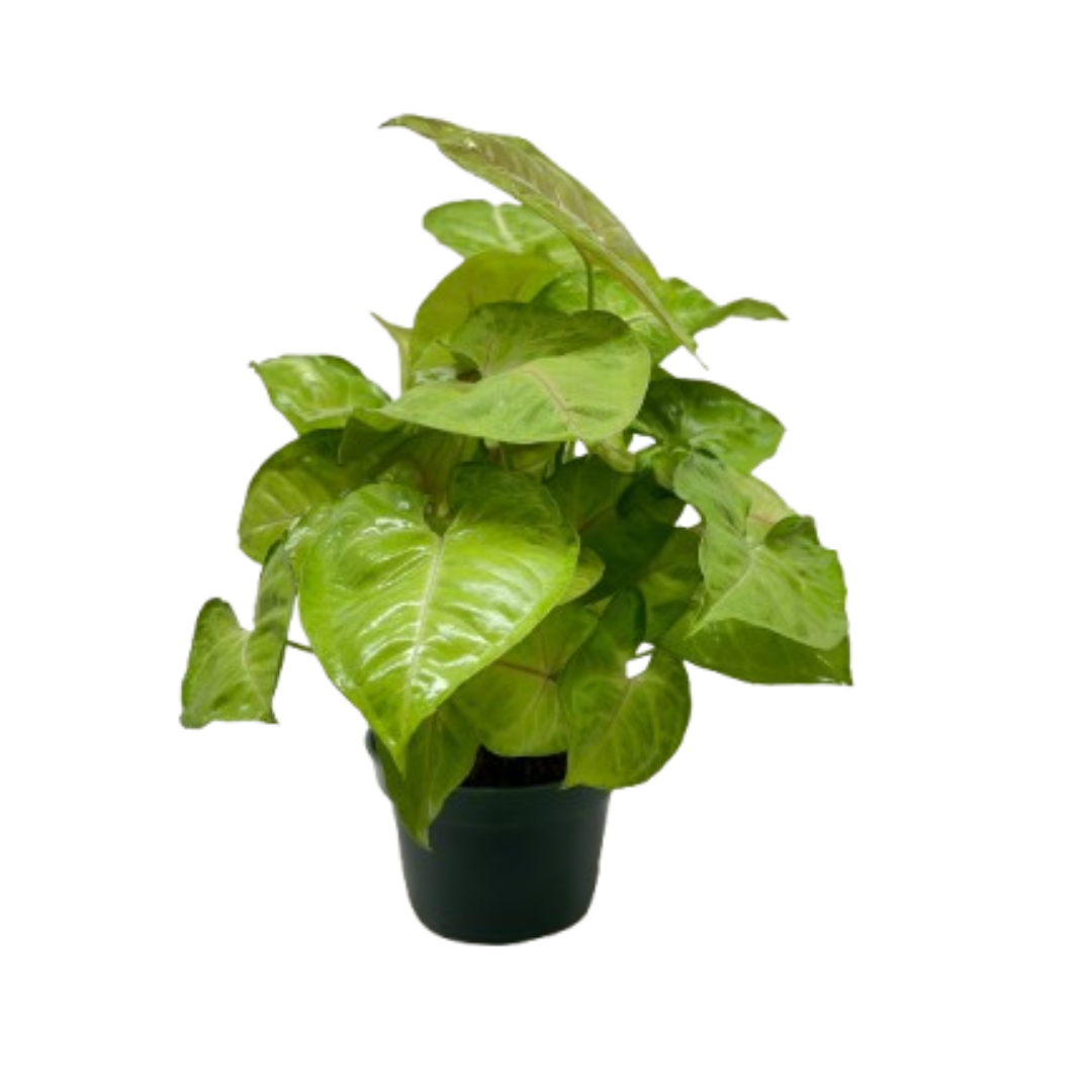 Syngonium Cream Allusion