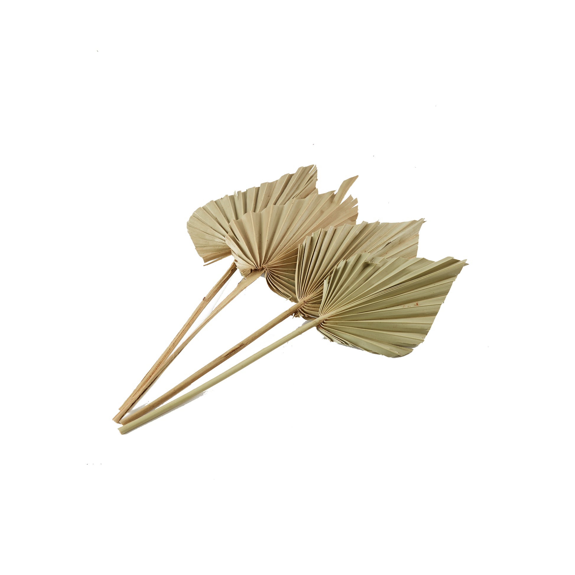 Dried Palmspear Pack of 4 - 15"