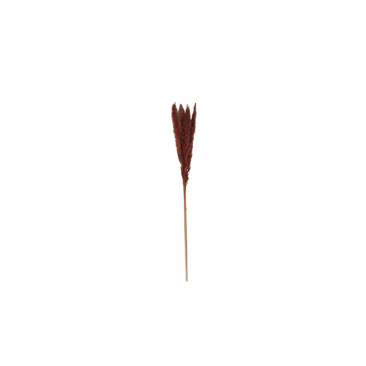 Pampas Grass Pack of 6 - 25.5"