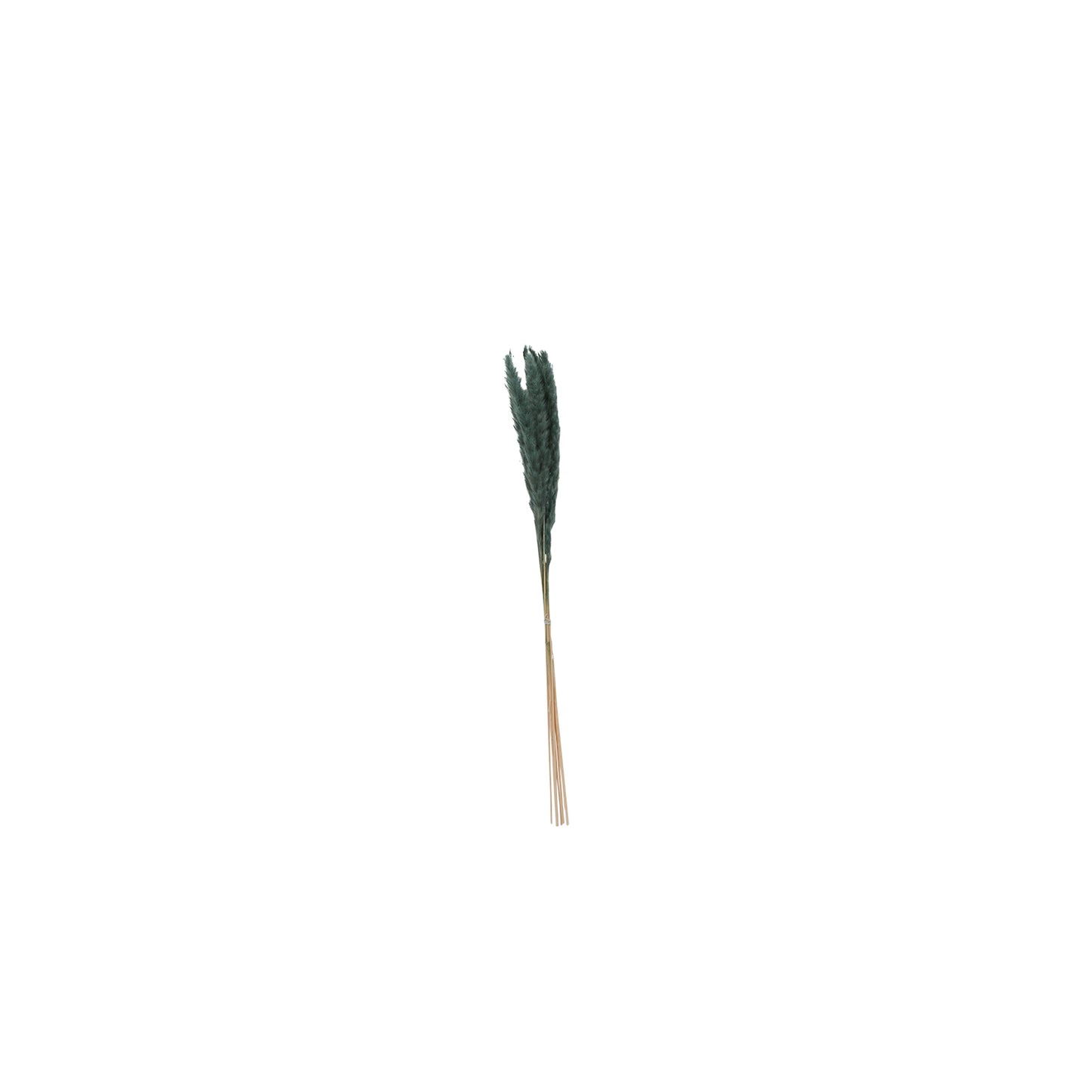 Pampas Grass Pack of 6 - 25.5"