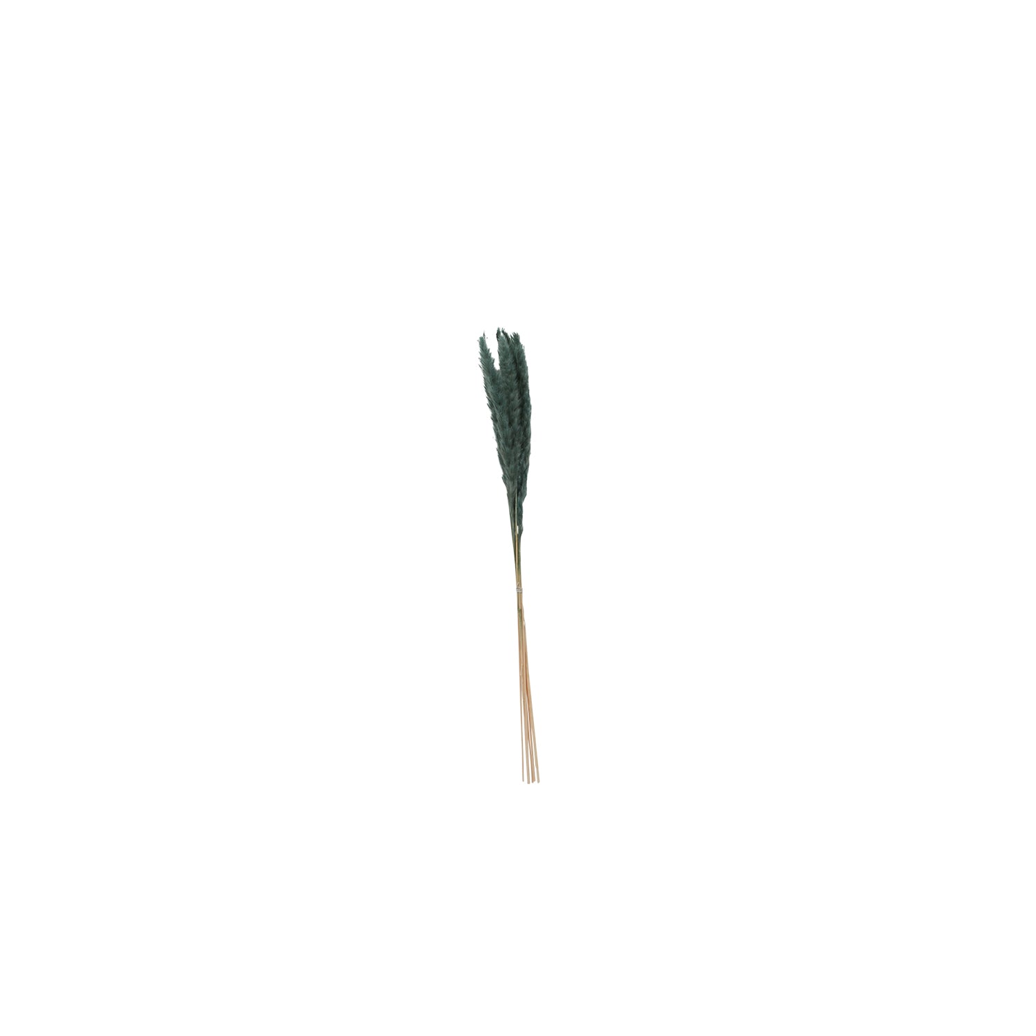 Pampas Grass Pack of 6 - 25.5"