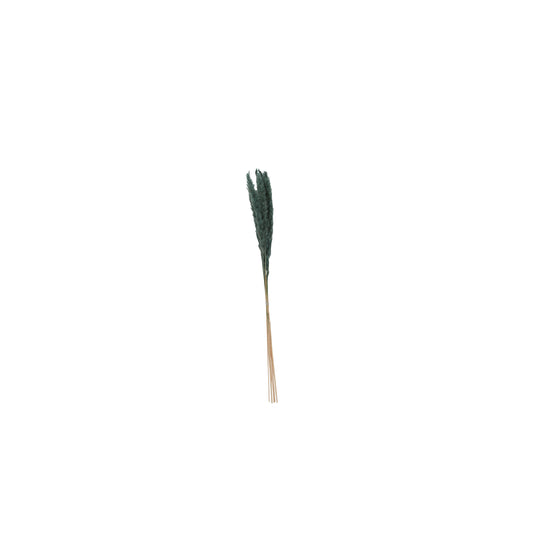 Pampas Grass Pack of 6 - 25.5"