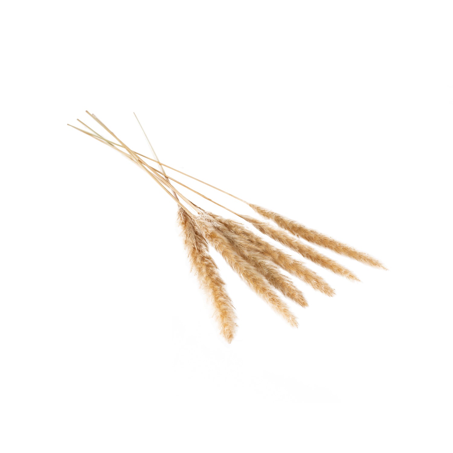 Pampas Grass Pack of 6 - 25.5"