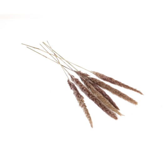 Pampas Grass Pack of 6 - 25.5"