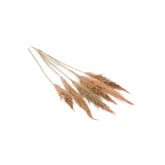 Pampas Grass Pack of 6 - 25.5"