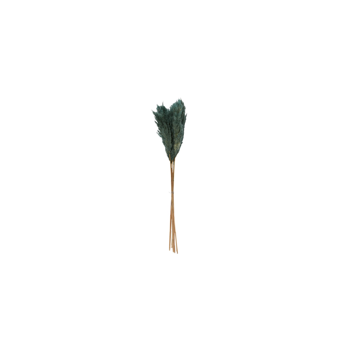 Pampas Grass Pack of 6 - 25.5"