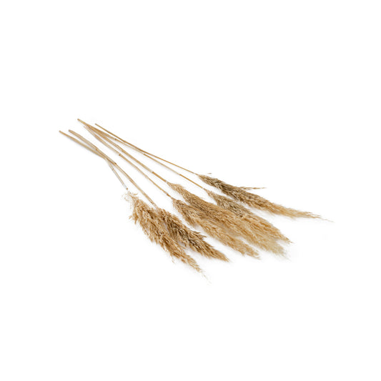 Pampas Grass Pack of 6 - 25.5"