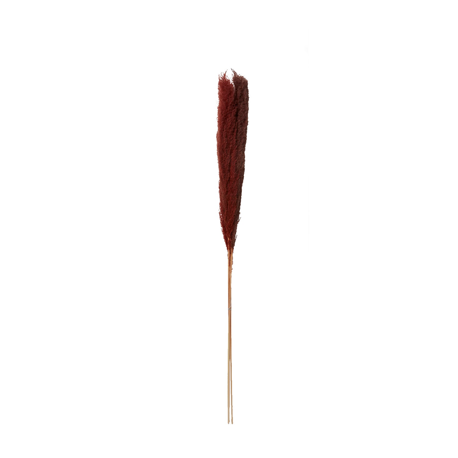 Pampas Grass Pack of 3 - 47"