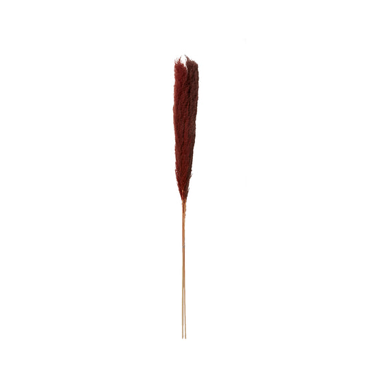 Pampas Grass Pack of 3 - 47"