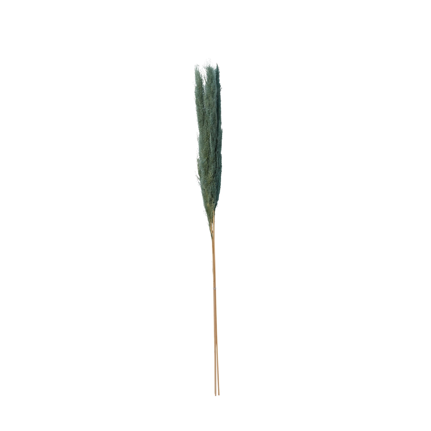 Pampas Grass Pack of 3 - 47"