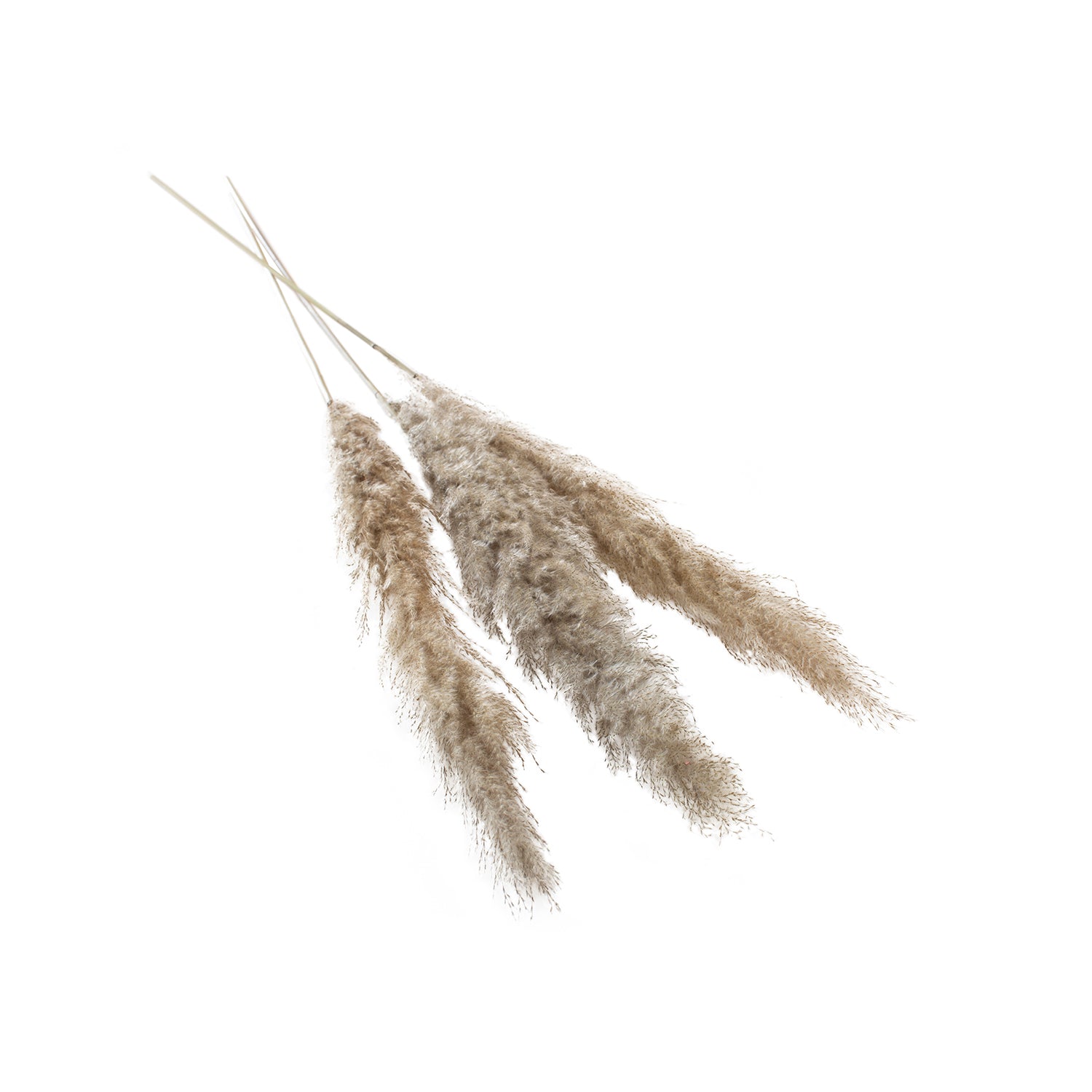 Pampas Grass Pack of 3 - 47"