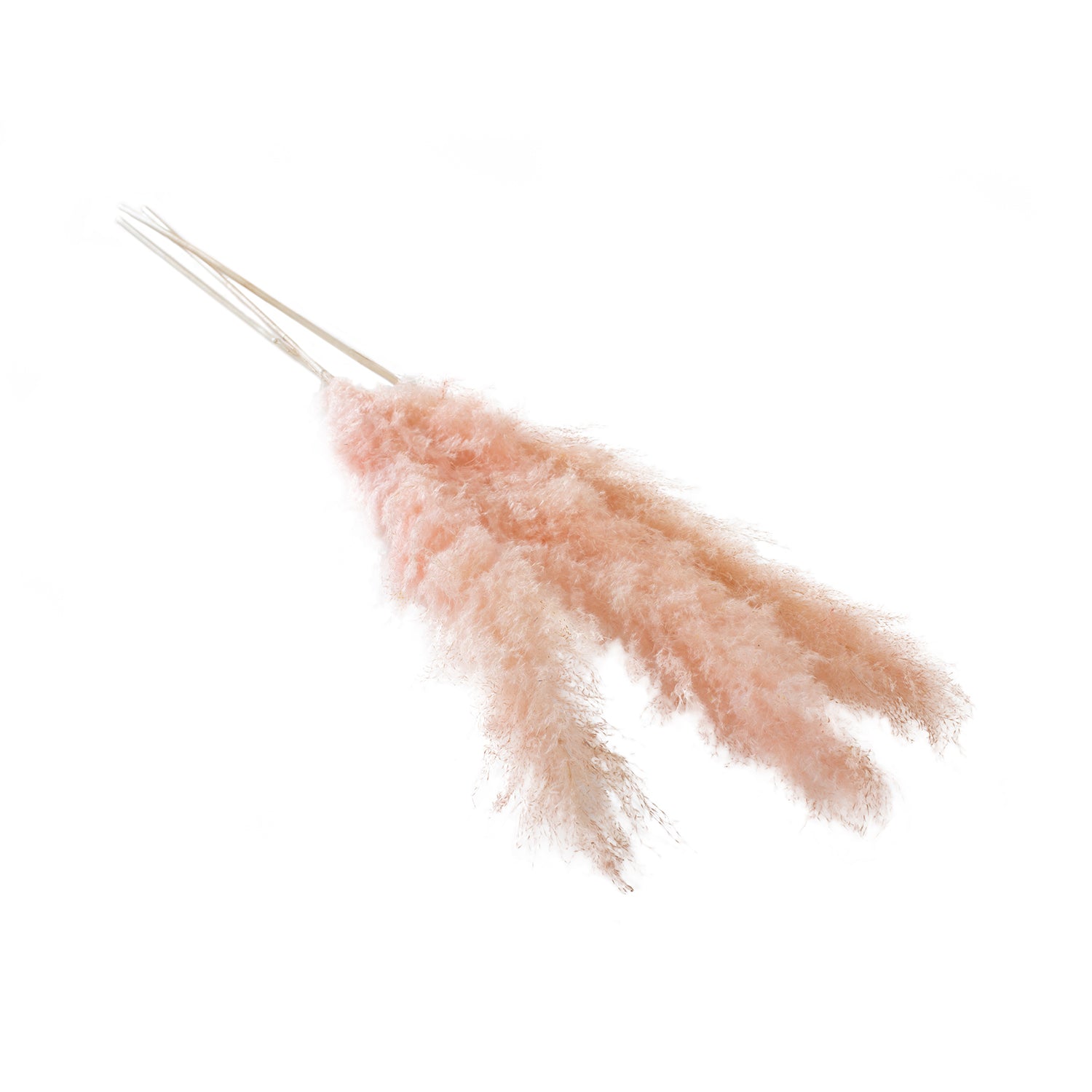 Pampas Grass Pack of 3 - 55"