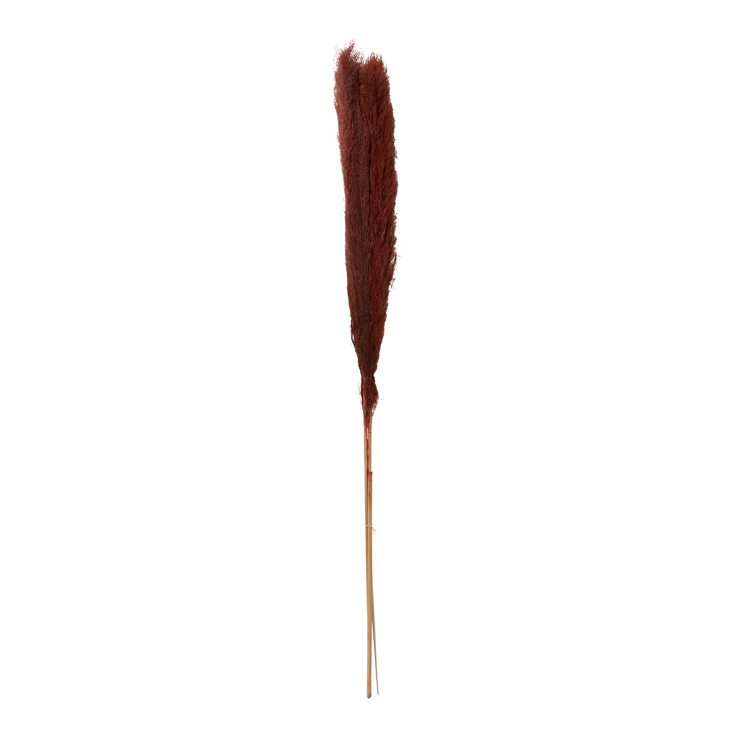 Pampas Grass Pack of 3 - 55"