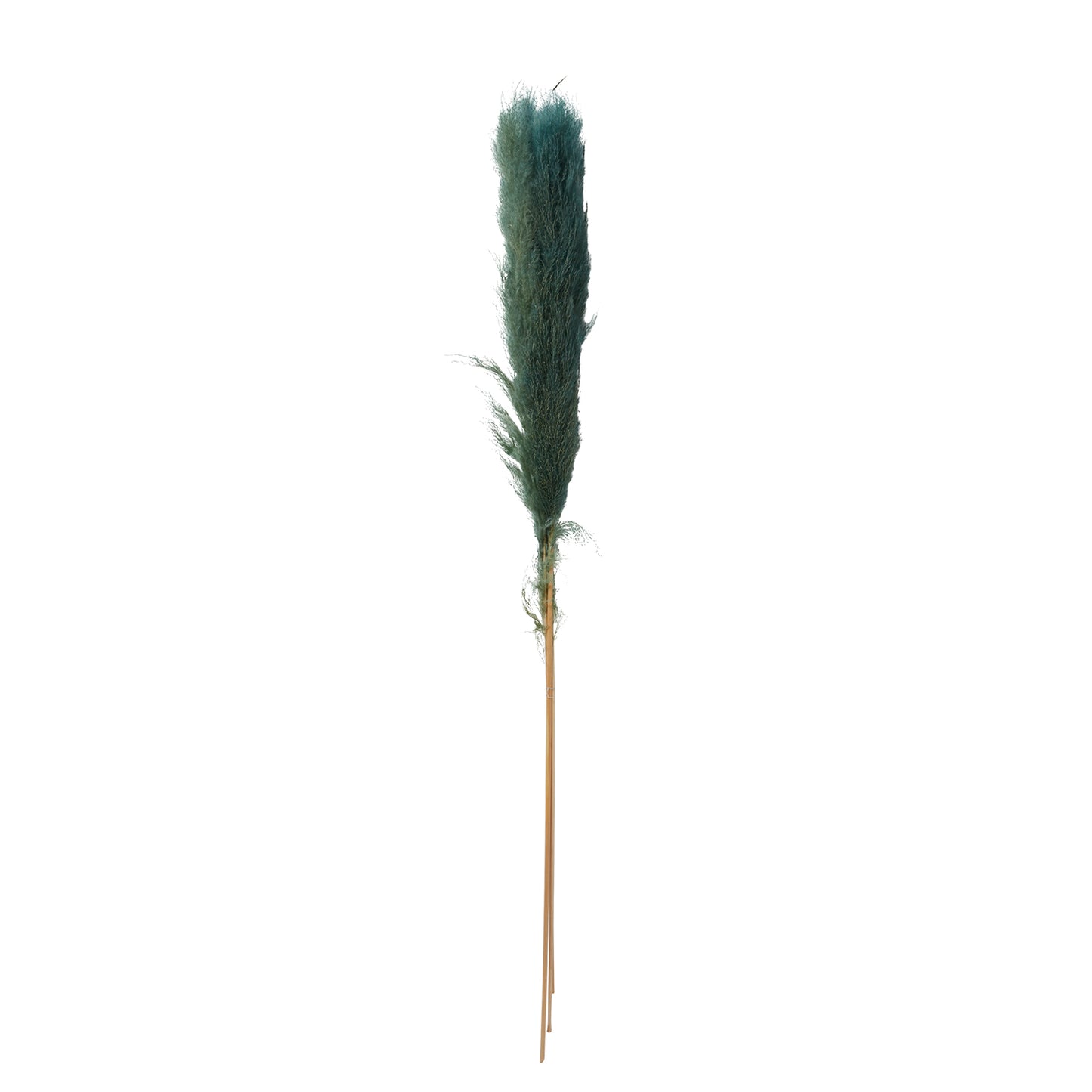 Pampas Grass Pack of 3 - 55"
