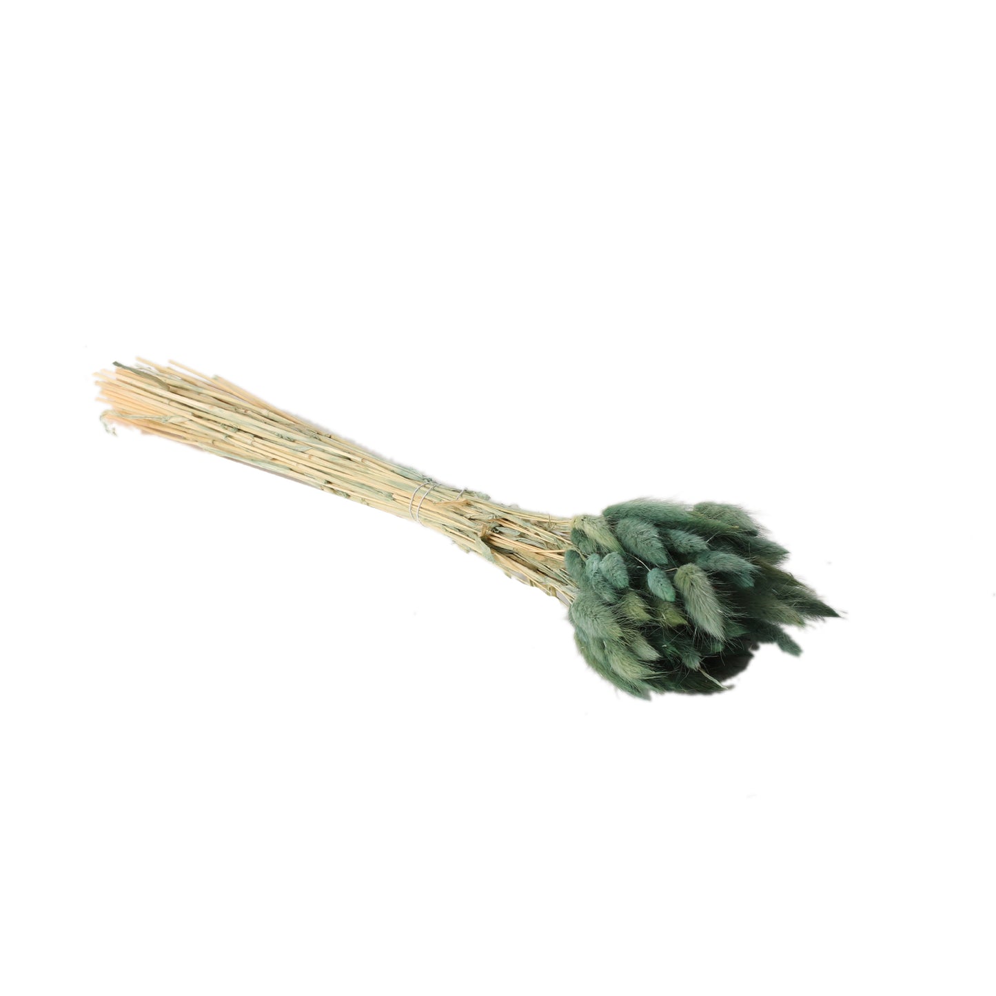 Lagurus Grass Blue 80 Pieces - 17.5"