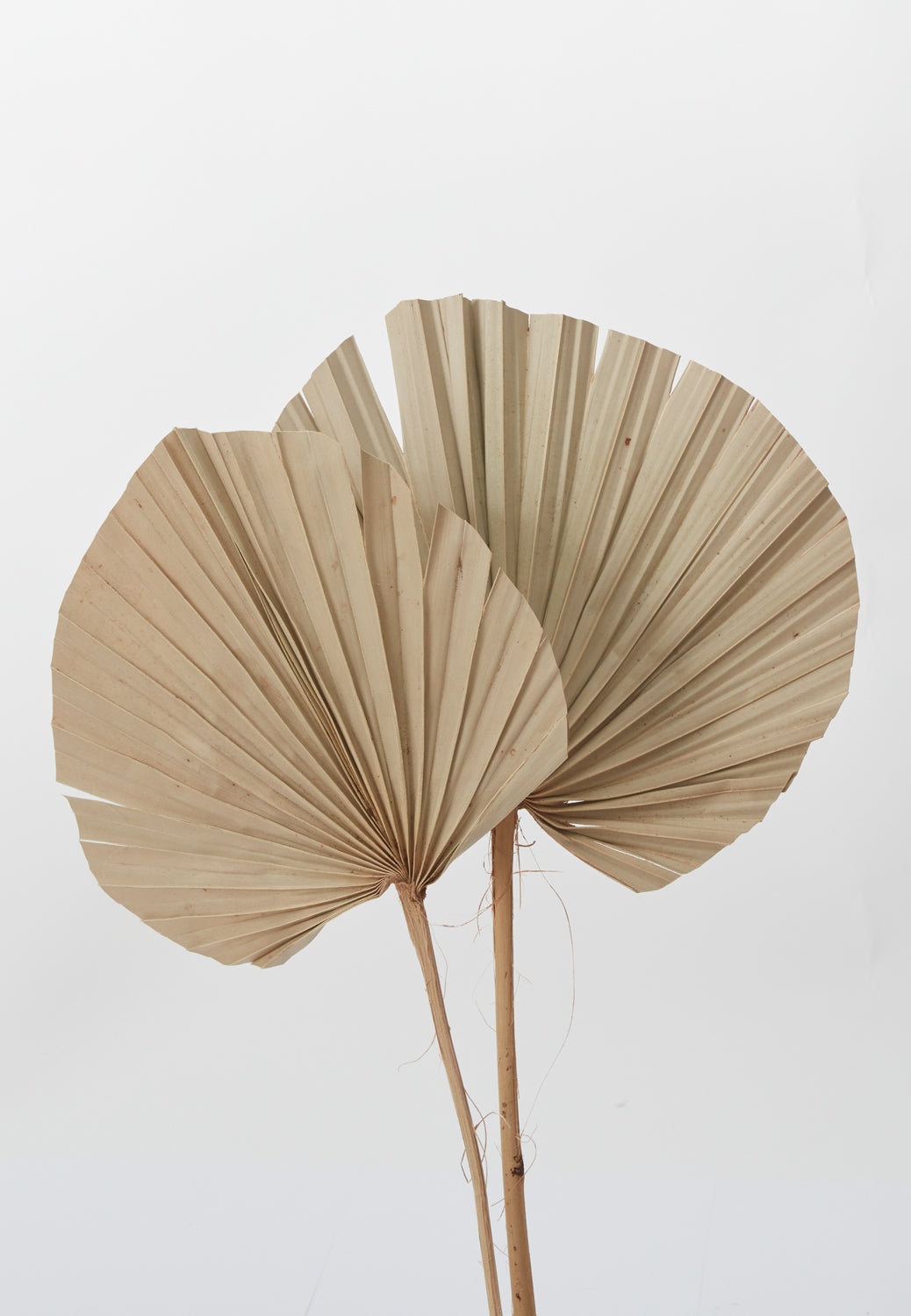 Dried Palm Fan 26"