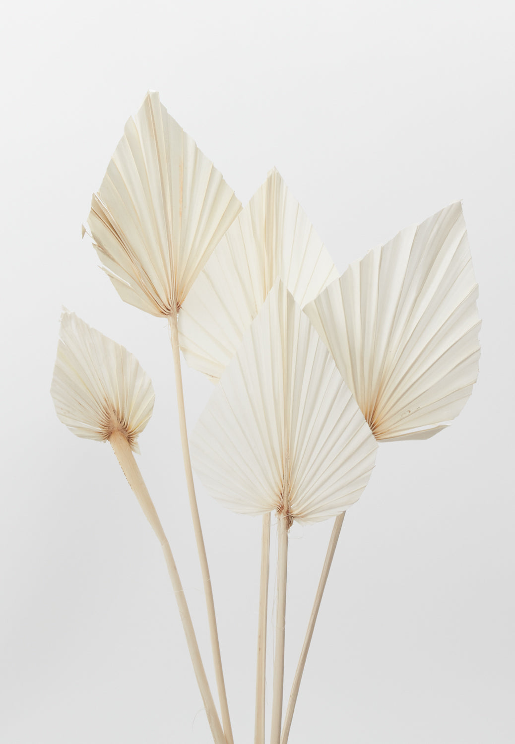 Bleached Palm Spear 21.5"
