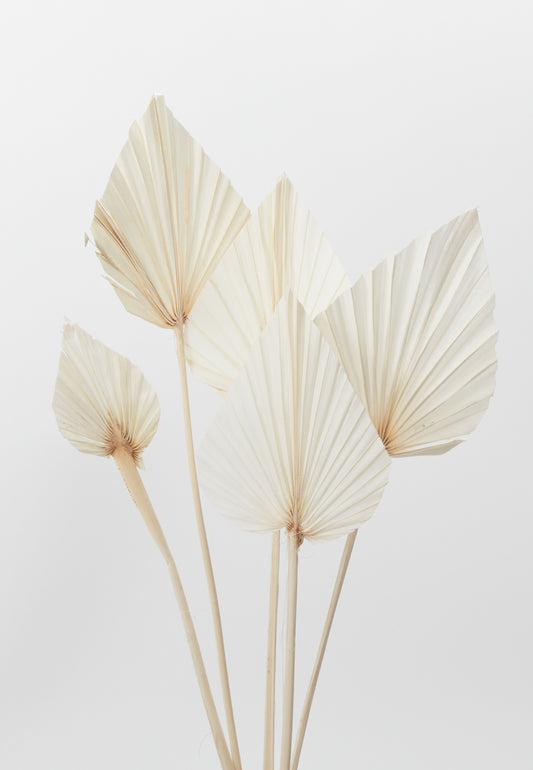 Bleached Palm Spear 21.5"