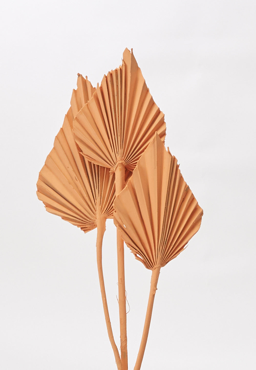 Painted Palm Spear 21.5"