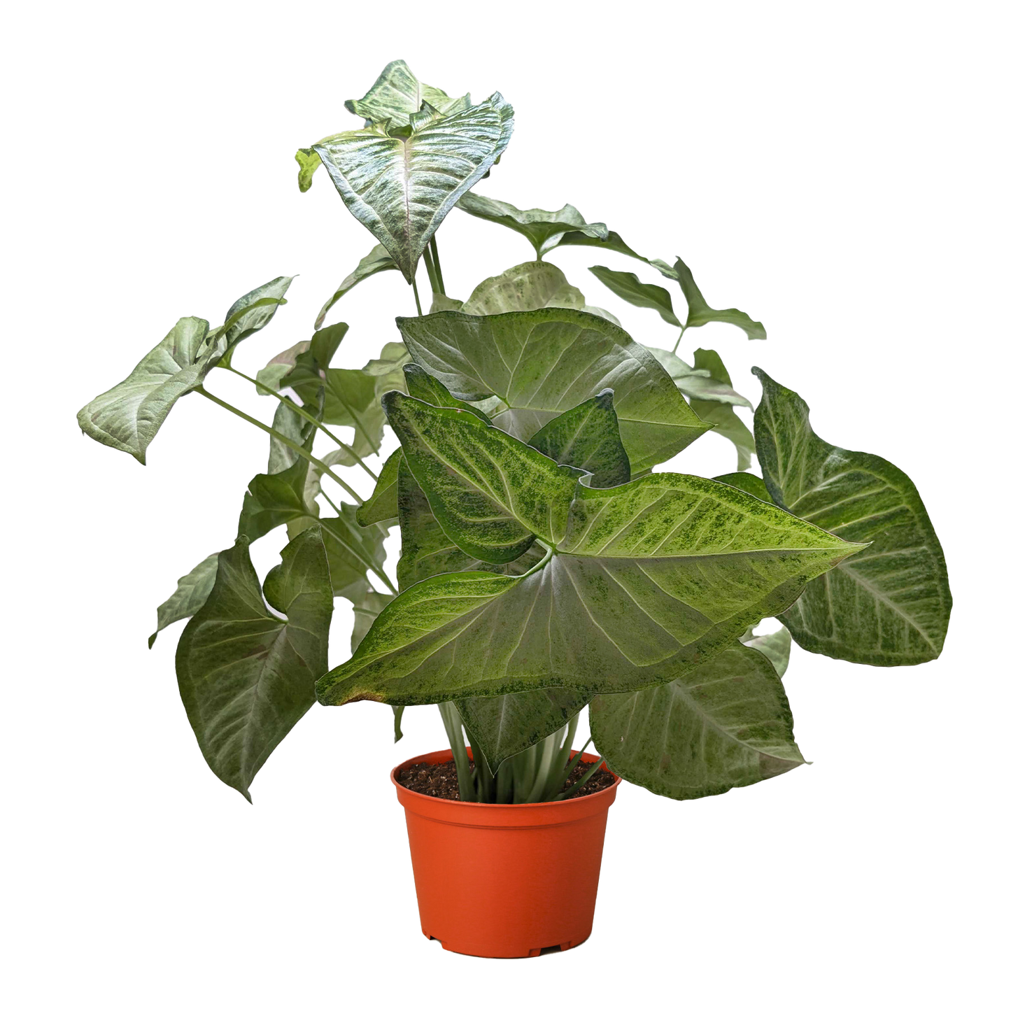 Syngonium 'Confetti'