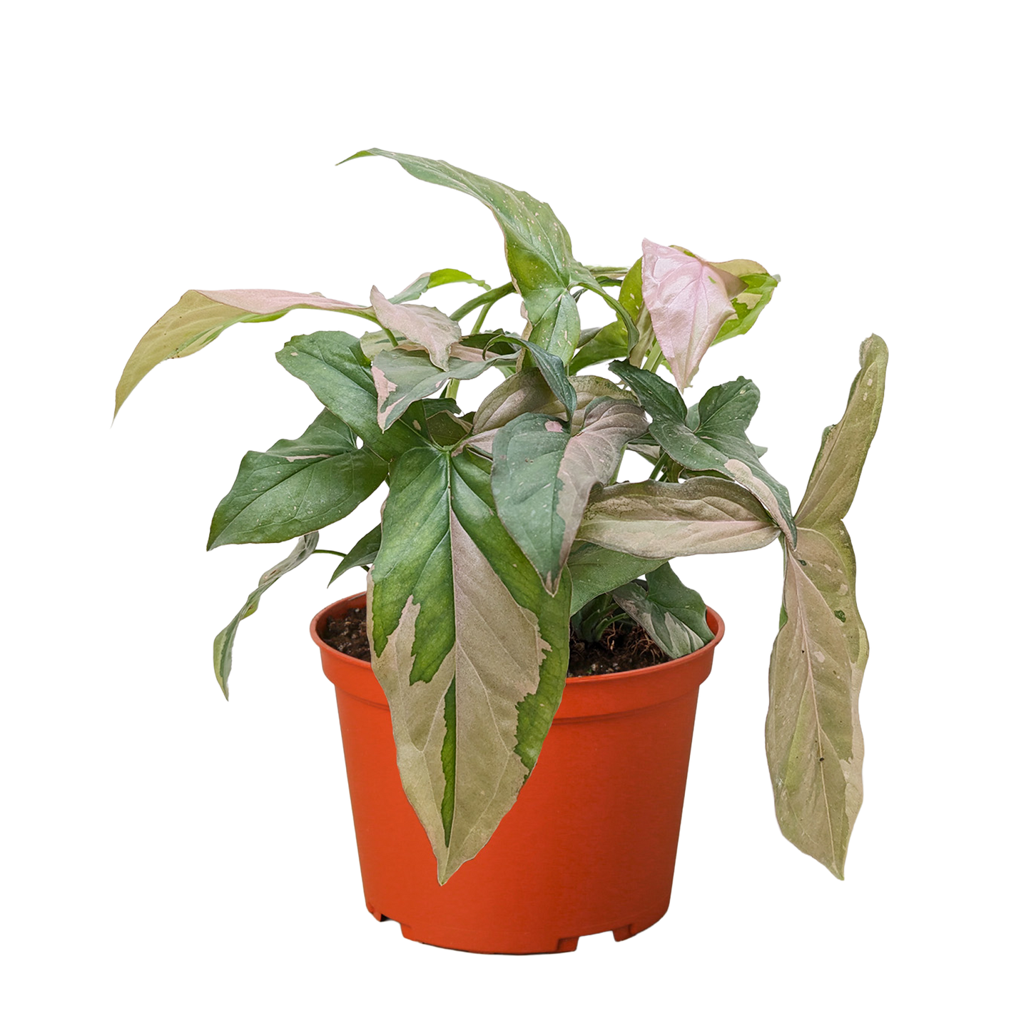 Syngonium 'Pink Splash' - 4" Pot