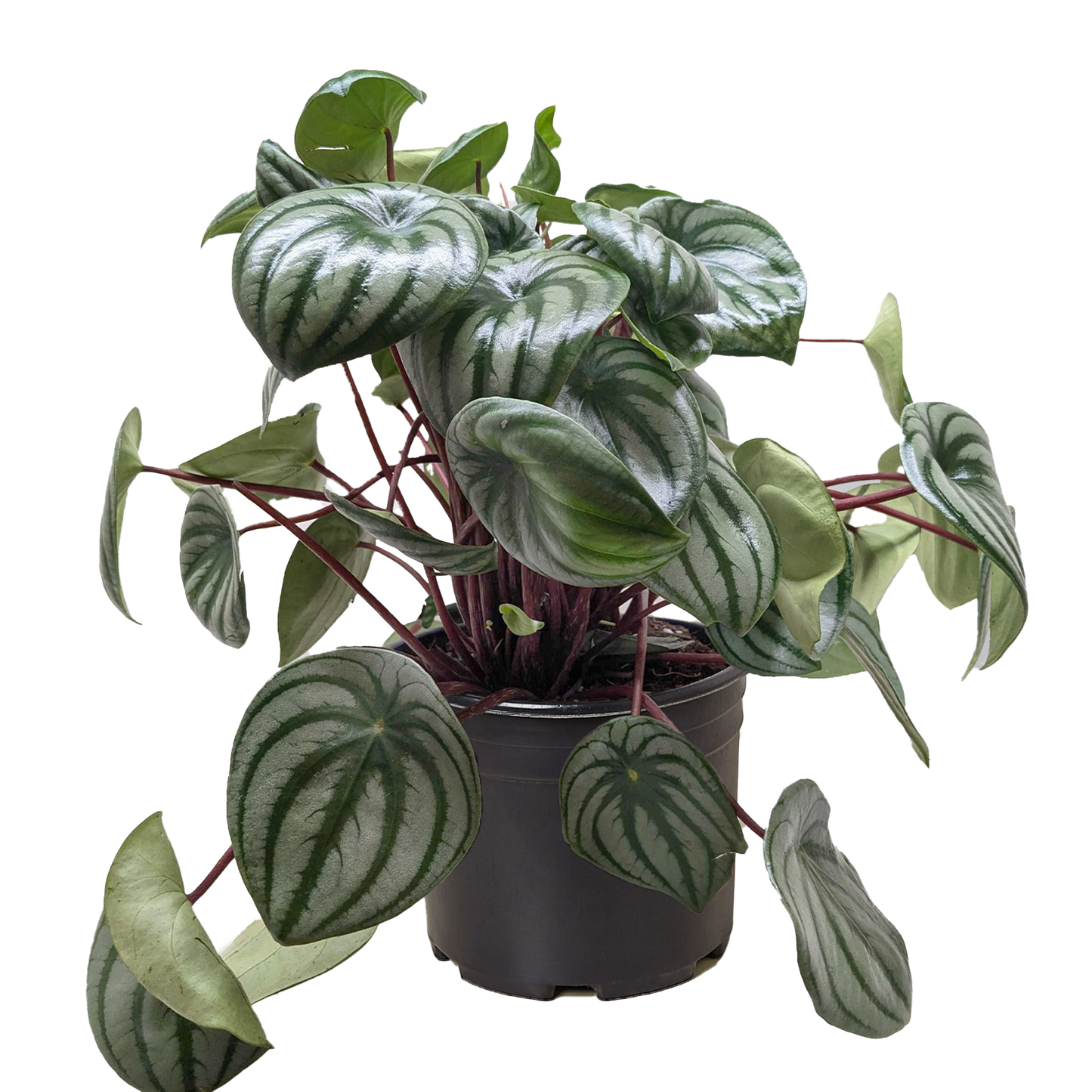 Peperomia Watermelon