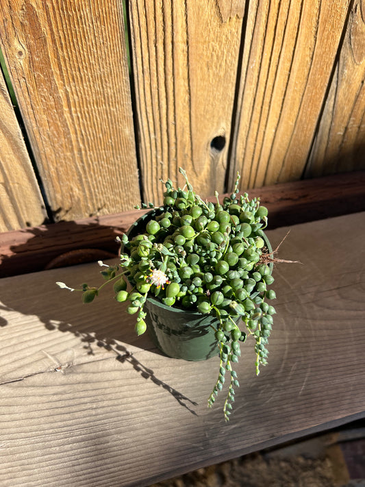 String of pearls
