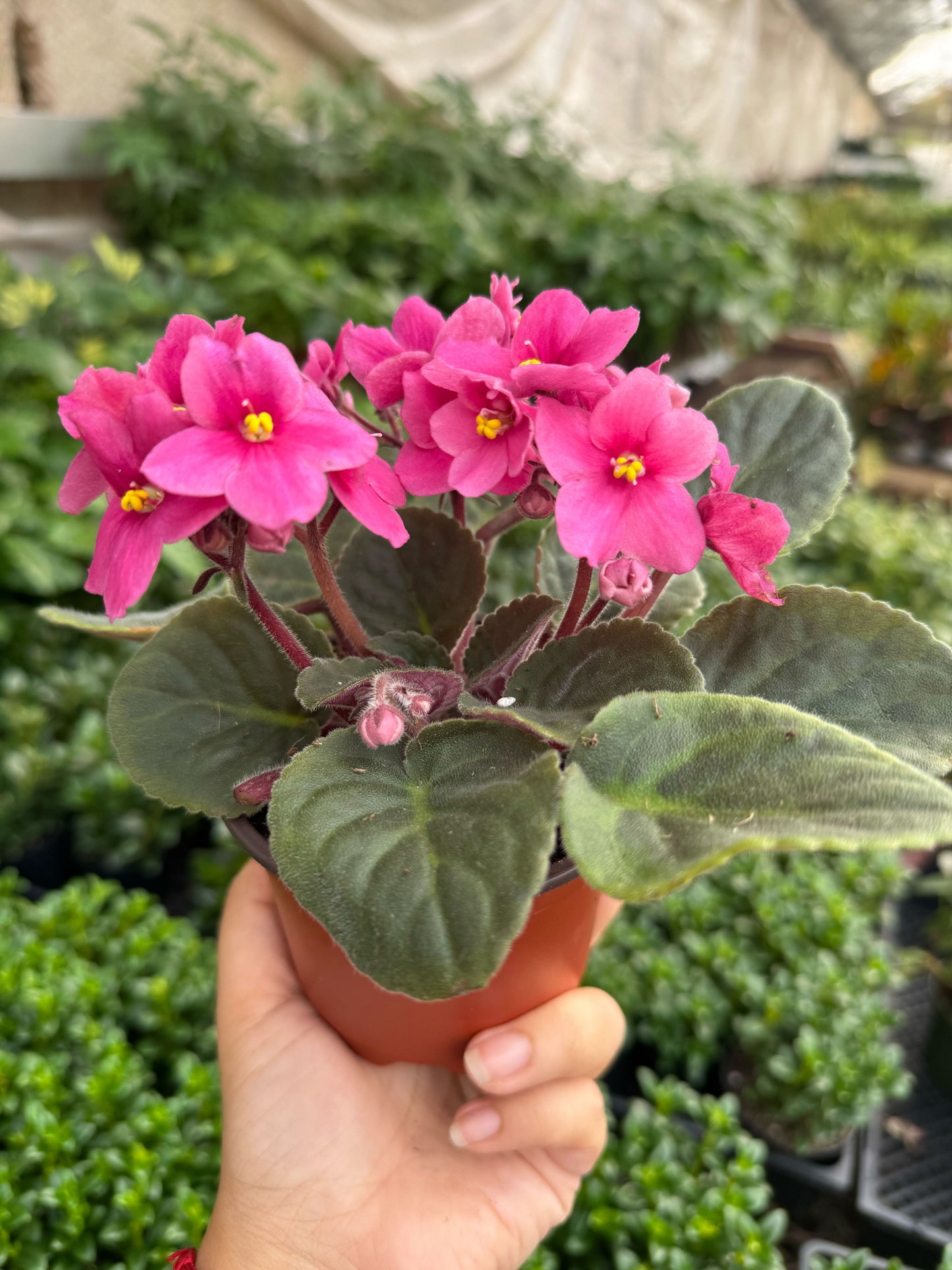 African Violet
